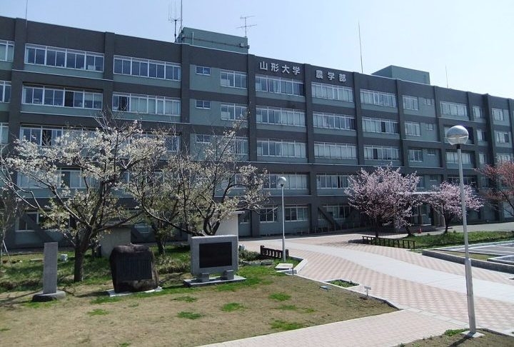 Uma equipe liderada pelo professor Masato Sakai (Universidade Yamagata), com apoio de profissionais da IBM, usou IA para analisar imagens aéreas, revelando padrões invisíveis a olho nu. Reprodução: Flipar