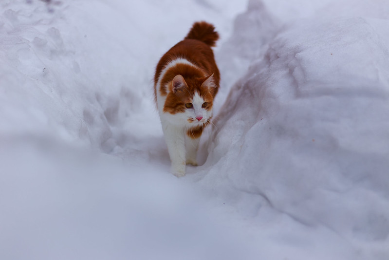 Kurilian Bobtail