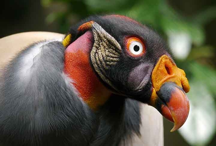 O urubu-rei (Sarcoramphus papa) é um dos maiores urubus do Novo Mundo, com comprimento total variando de 67 a 81 centímetros e envergadura de 1,2 a 2 metros. Reprodução: Flipar