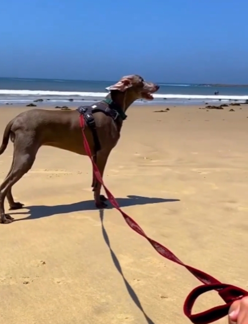 Depois que descobriu a doença, a família conseguiu o tratamento adequado para Harlow. A cadela é da raça Weimaraner, oriunda da Alemanha, e ela se recuperou plenamente.  Reprodução: Flipar