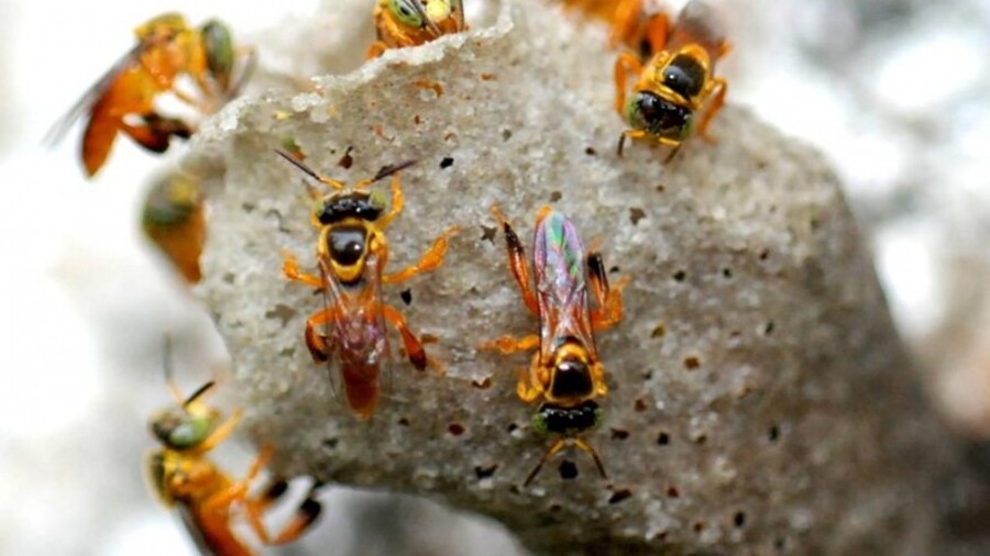 As abelhas com ferrão atrofiado provêm da meliponicultura, a criação de abelhas nativas no Brasil. Elas já existiam em território nacional antes da introdução da Apis Mellifera, trazida dos continentes europeu e africano.
 Reprodução: Flipar