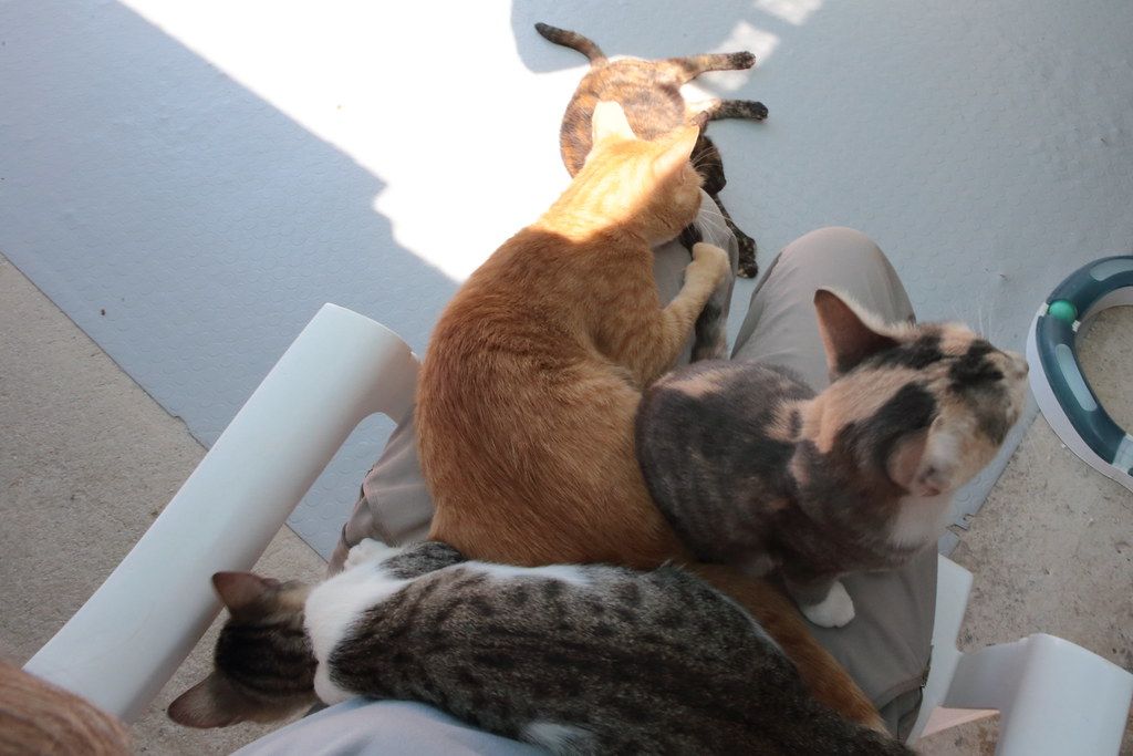 Gatos resgatados do projeto Syrus Cats. Foto: Divulgação - Syrus Cats (GR)