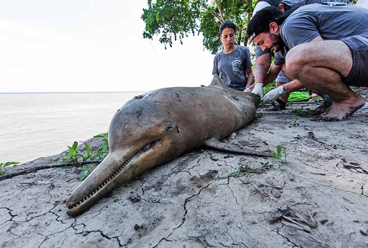 Há diversos registros de botos e tucuxis mortos com feridas pelo corpo, sem cauda, com sinais de arpão e de uso de redes, o que 
sugere que foram mortos durante a caça a peixes-bois na região.
 Reprodução: Flipar