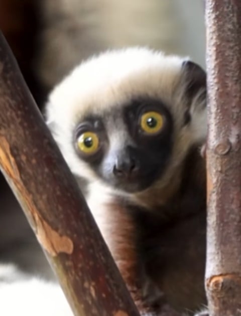 Os lêmures estão na lista  das espécies de animais sob ameaça de extinção no planeta. Por isso, quando um indivíduo nasce, é motivo de comemoração.  É o que aconteceu com um filhote de lêmure-sifaka, recentemente, no zoológico Chester, em Cheshire, na Inglaterra. Reprodução: Flipar