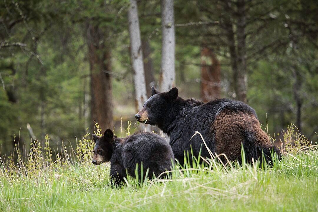 O urso-negro,  também conhecido como baribal, é uma espécie  norte-americana, encontrada do Alasca ao Norte do México. Reprodução: Flipar