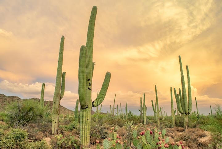 A cidade de Tucson, que será utilizada para o experimento, fica localizada no deserto de Sonora, no estado americano do Arizona.  Reprodução: Flipar