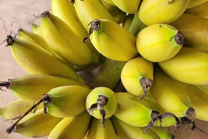 Atualmente, a Índia e a China são os maiores produtores de bananas, com o Brasil também entre os maiores. Reprodução: Flipar