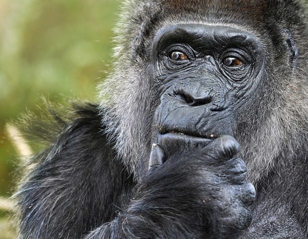 Reza a lenda que o marinheiro usou a gorila jovem como forma de pagamento para quitar sua conta em uma taverna local. Uma negociante de animais francesa a adquiriu e, em seguida, o Zoológico de Berlim comprou Fatou em 1959. Reprodução: Flipar