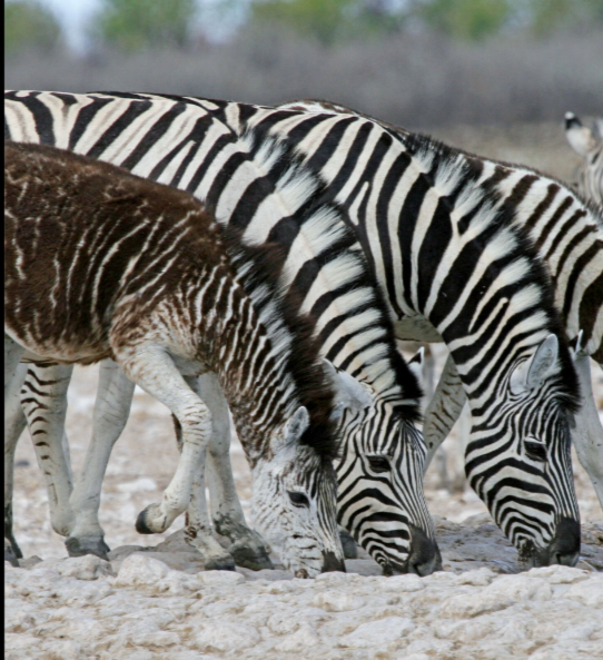 Zebra com bolinhas Reprodução