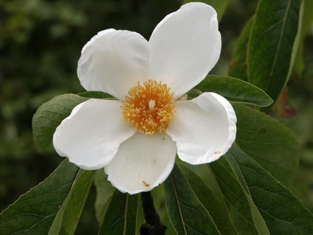 Árvore Franklin - Planta originária dos EUA. Necessita de sol em regiões frias e de sombra parcial em locais quentes. Sua casca é cinza e estriada. Sua folhagem varia de verde médio a verde escuro e fica vermelha, amarela e roxa no outono, em plena floração Reprodução: Flipar