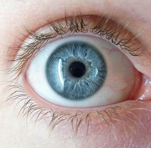 Para se ter uma ideia , os seres humanos - como a maioria dos animais - têm três tipos de fotorreceptores nos olhos, cada um sensível a uma cor diferente. Nosso cérebro determina a cor  pela forma como os fotorreceptores respondem ao estímulo. Há animais com bem mais capacidade.  Reprodução: Flipar