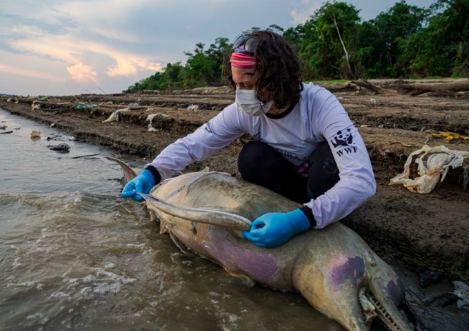 A seca não está causando sofrimento somente aos humanos. Em Tefé, município próximo do rio Solimões, pelo menos 141 botos de diferentes tipos foram encontrados mortos nas margens do lago que circunda a cidade. 