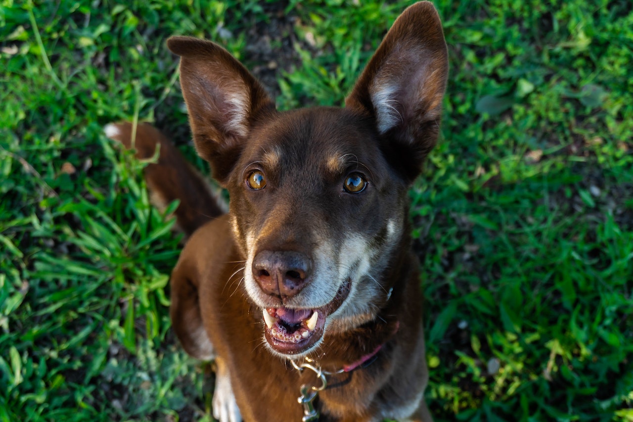 O Kelpie Australiano é um cão ativo e precisa de exercicios diários para se manter saudável . Foto: Ana Morais/Pexels