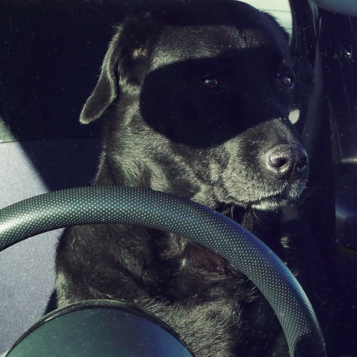 Outra menção honrosa foi para o “zorro renascido”, um cãozinho labrador que ganhou essa “máscara” de sombra no rosto. E ainda é motorista!