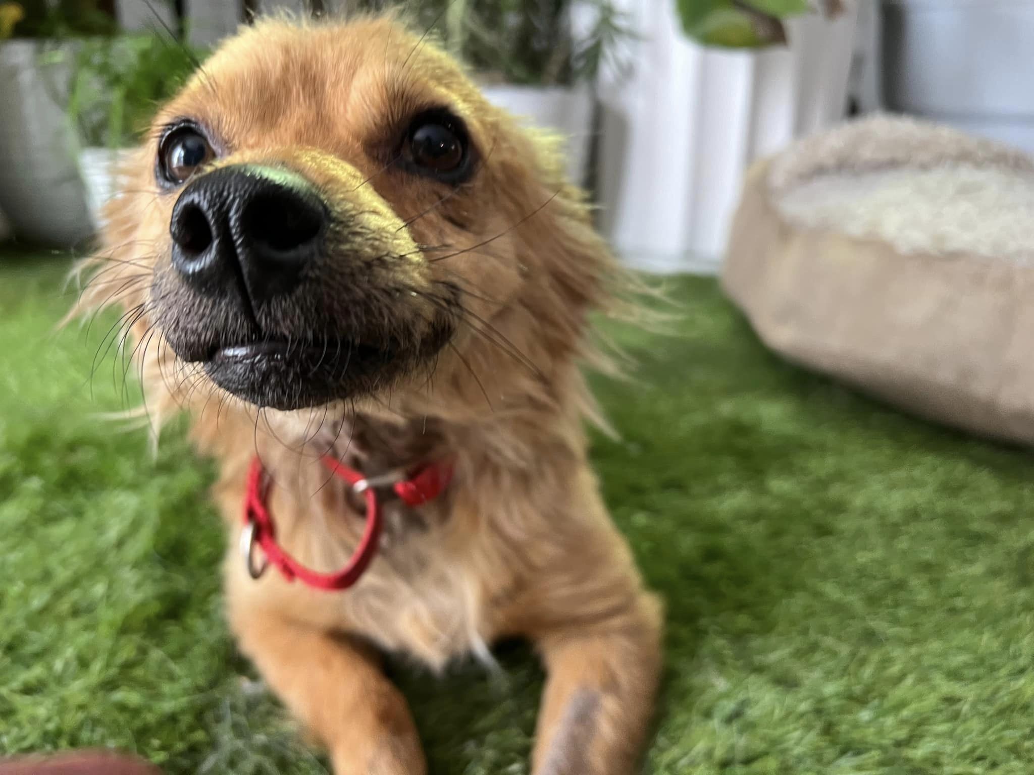 ‘Uma menina tão bonita’. Foto: Reprodução/No Dog Left Behind