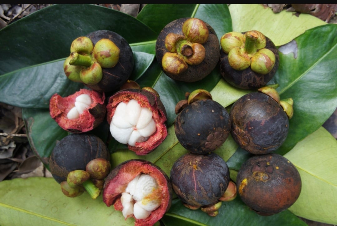 A fruta é arredondada com diâmetro de 4 a 7 cm. Tem casca espessa, de cor roxa escura, que se torna marrom-escura quando a fruta está madura. Seu sabor é doce e levemente ácido. A polpa tem textura macia e suculenta, com sabor delicado que combina notas de pêssego, abacaxi, morango e cítricos. Reprodução: Flipar