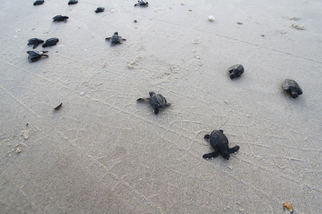 Desova de tartarugas do Projeto Tamar - Aracaju(SE). Foto: Divulgação - Mtur