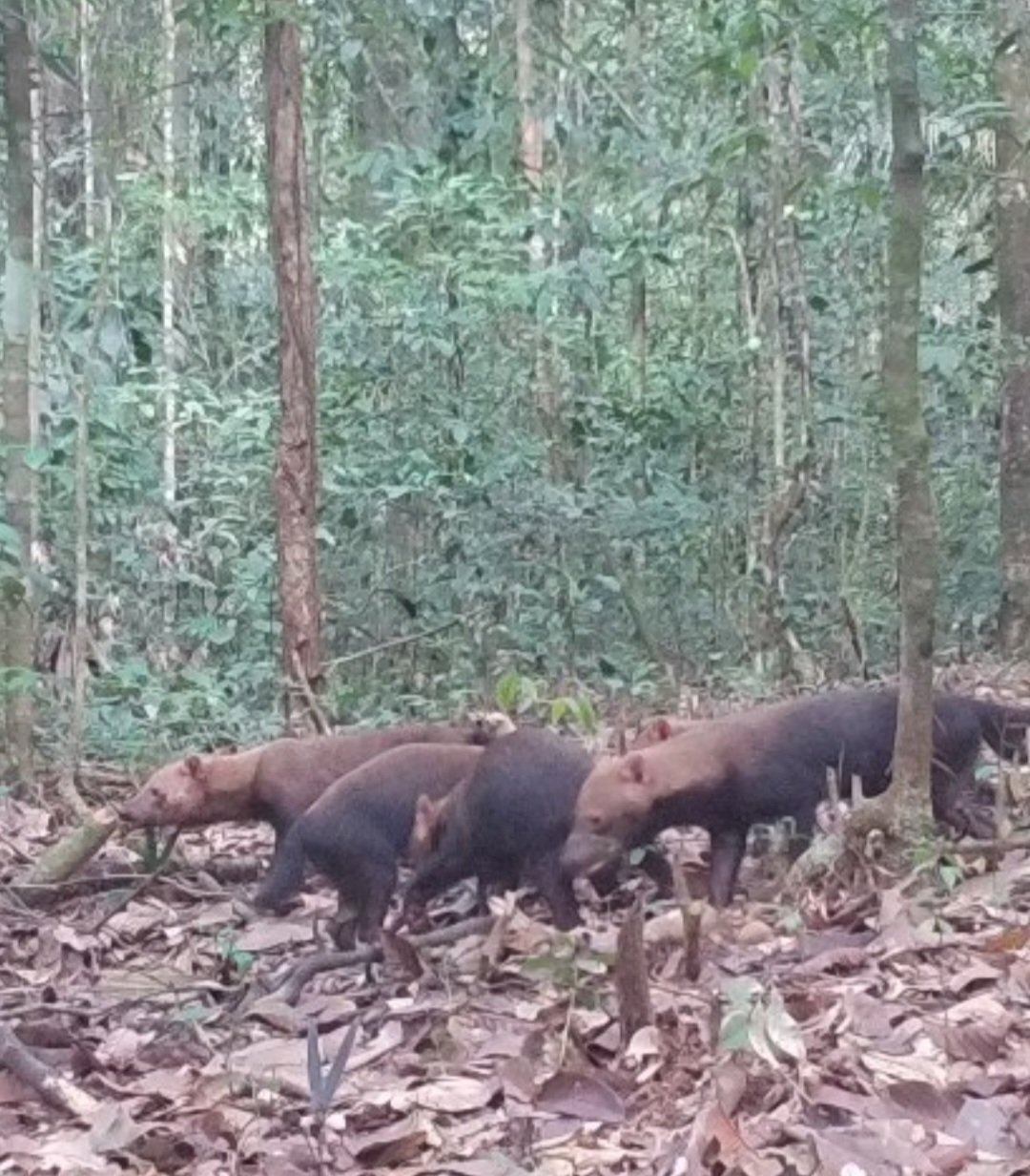 Uma matilha de cachorros-vinagre foi flagrada pela primeira vez no Parque Nacional Montanhas do Tumucumaque, em 2024. Câmeras fotográficas registraram os animais passando entre as árvores. O FLIPAR mostrou e republica para quem não viu  Reprodução: Flipar
