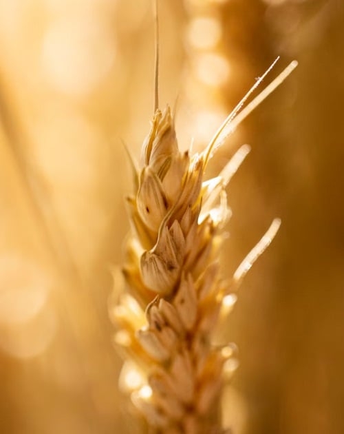 As principais regiões produtoras de trigo no Brasil são o Rio Grande do Sul e o Paraná, estados que se destacam em termos de área cultivada e volume de produção. Reprodução: Flipar