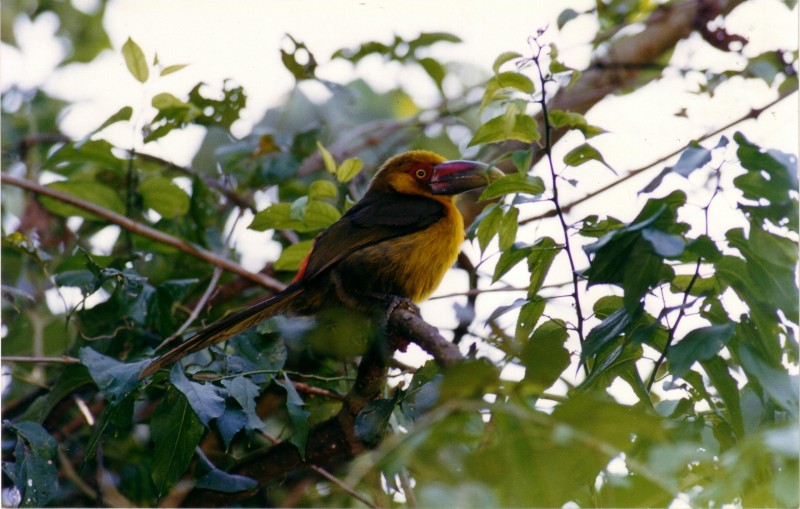 Ave do Parque Estadual do Turvo - Derrubadas (RS). Foto: Divulgação - SEMA - RS