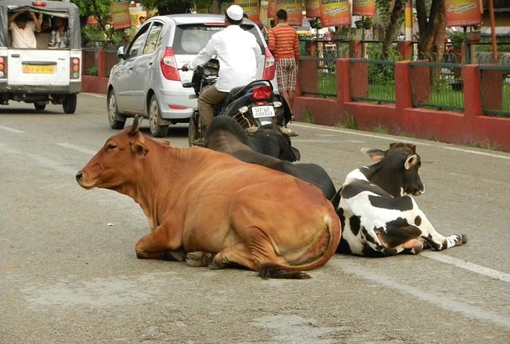 Os bois e as vacas se locomovem de forma livre por diversas cidades da Índia por conta da tamanha veneração que a espécie possui na religião. 