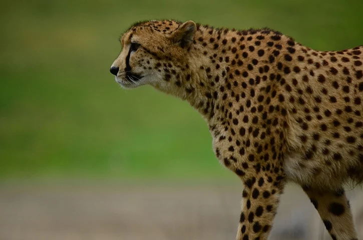 Os leopardos são também vistos como troféus, sendo frequentemente capturados por caçadores ilegais. Muitos caçadores alimentam o comércio ilegal de peles desses animais. Reprodução: Flipar