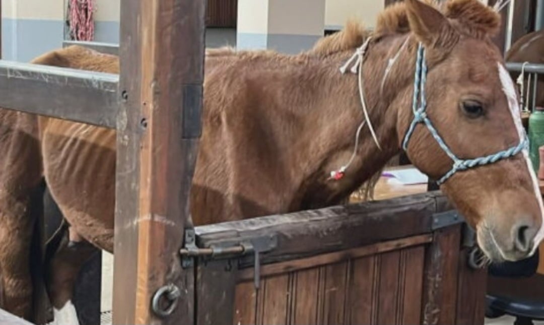 O cavalo apelidado de Caramelo, que comoveu o Brasil ao ficar ilhado em cima de um telhado na inundação do Rio Grande do Sul, passa bem.  Reprodução: Flipar