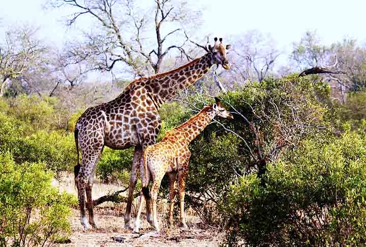 As fêmeas costumam ter apenas uma gestação ao longo da vida. Seus filhotes permanecem junto até quase dois anos de idade. Reprodução: Flipar