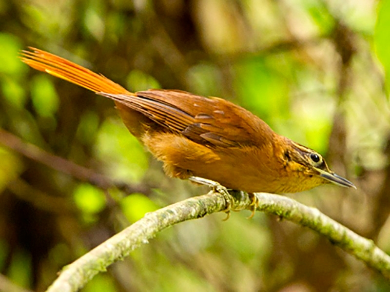 Os pesquisadores da SAVE Brasil lembram que outras espécies de aves que ocorriam apenas na região já foram extintas: limpa-folha-do-nordeste (foto), gritador-do-nordeste e caburé-de-pernambuco. Ambientalistas conseguiram salvar o mutum-de-alagoas em cativeiro (está extinto na natureza).   Reprodução: Flipar