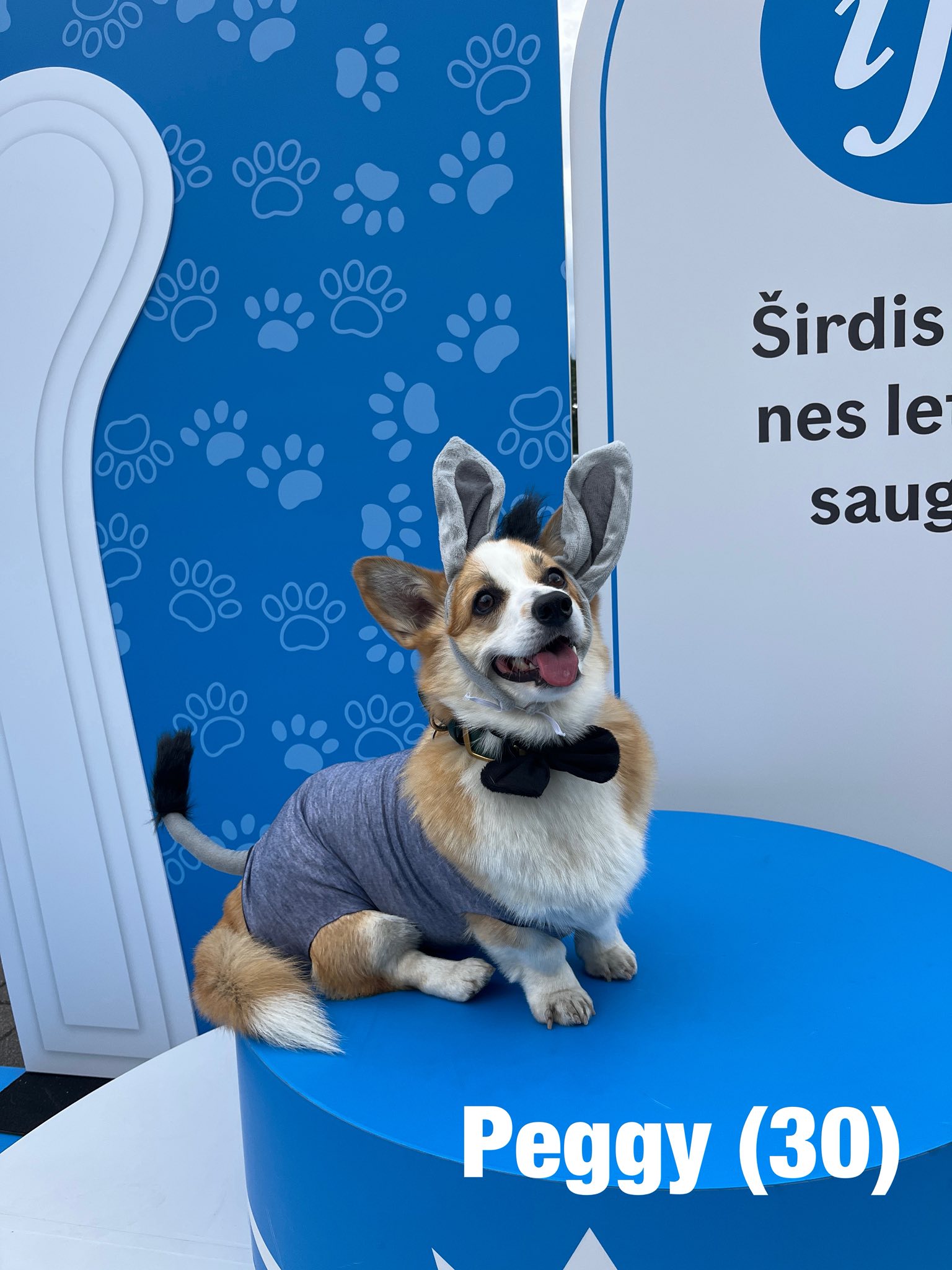 Corrida de Corgis reúne competidores fantasiados na Lituânia. Foto: Facebook/Corgi Race Vilnius
