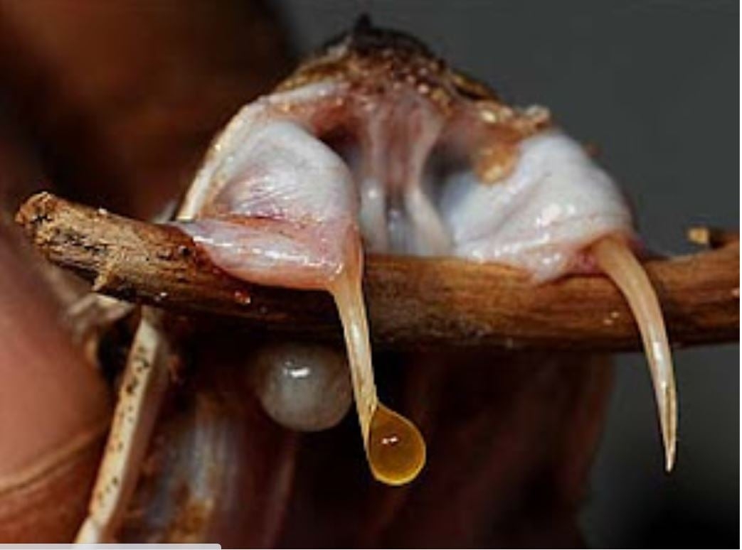 É que o poder letal do veneno depende do peso da pessoa e da rapidez do atendimento. Mas algumas cobras possuem venenos tão poderosos que bastam quantidades ínfimas para matar - e com rapidez. Reprodução: Flipar