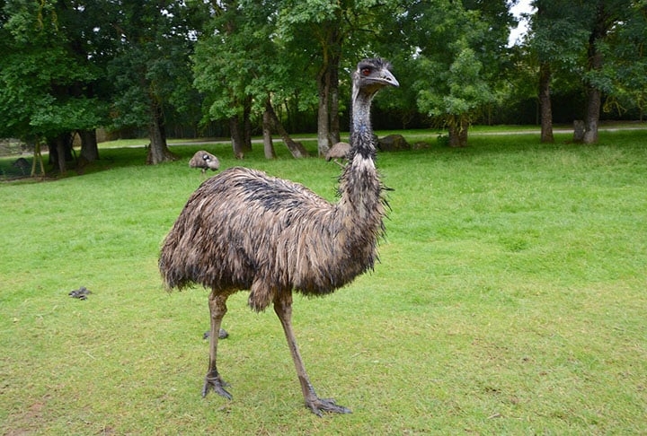 EMU - Chega a ter 1,9 metro de altura e a pesar até 55 kg. Tem plumagem marrom acinzentada, pernas fortes e asas atrofiadas, o que impede o voo. Reprodução: Flipar