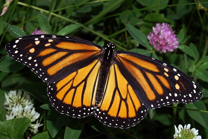 Monarca - Também chamada de Tigre Laranja, por causa das cores das asas.  Natural da América do Norte, faz um dos mais longos percursos de migração: 4.000 km até o México, onde passa o inverno. Essa espécie é venenosa por causa da alimentação na fase lagarta.  Reprodução: Flipar