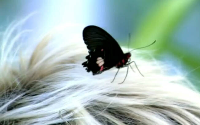 Ana Maria Braga é surpreendida ao vivo por borboleta. Foto: Reprodução