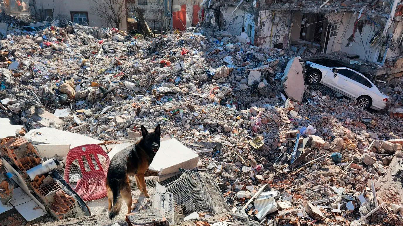 Cães de resgate na Turquia com seus tratadores. Foto: Reprodução/Instagram 21.04.2023