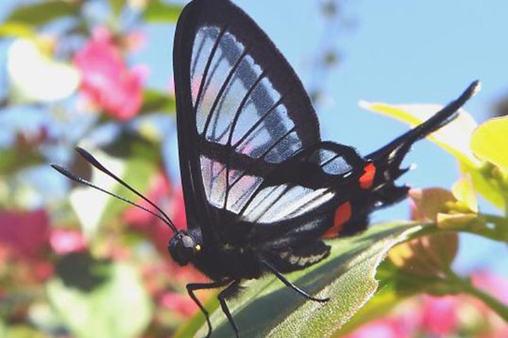 Sylphina Angel - Destaca-se por ter asas transparentes. Vive no Peru, Equador e Bolívia. Voa até 320 km em busca de alimento, principalmente na primavera, quando as flores ficam ricas em pólen.   Reprodução: Flipar