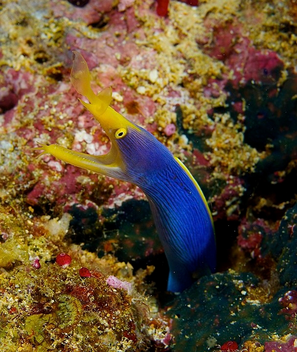 Moreia-fita - Vive em tocas feitas de areia ou corais e se alimenta de peixes e crustáceos. Pode mudar de gênero várias vezes - de macho para fêmea e vice-versa - ao longo da vida.  Reprodução: Flipar