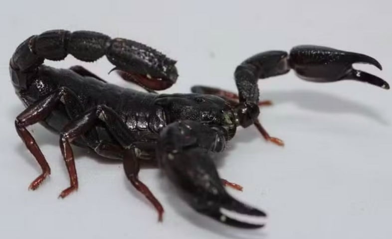 Pesquisadores brasileiros descobriram que o veneno do escorpião Brotheas amazonicus, espécie comum da região amazônica, pode se tornar um poderoso aliado no tratamento do câncer de mama. Reprodução: Flipar