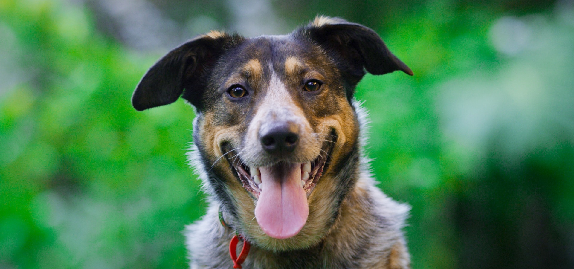 Além de um ótimo cão pastor, o Kelpie é amado em todo o mundo como um animal de companhia. Foto: Fluid Imagery/Unsplash