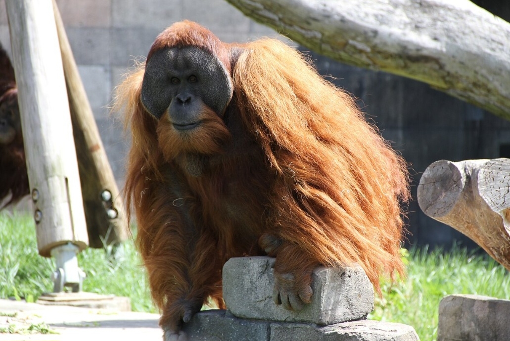 O Orangotango-de-sumatra (Pongo abelii) é quase exclusivamente arbóreo, vivendo entre as árvores das florestas tropicais. A espécie era distribuída por toda a ilha de Sumatra, além de Java e no Bornéu. Atualmente, está restrita ao norte da Sumatra, nas províncias Sumatra Setentrional e Achém. Reprodução: Flipar