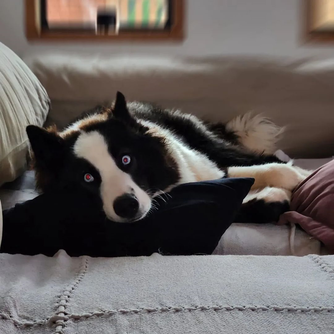 Loki é um cão da raça Yakutian Laika