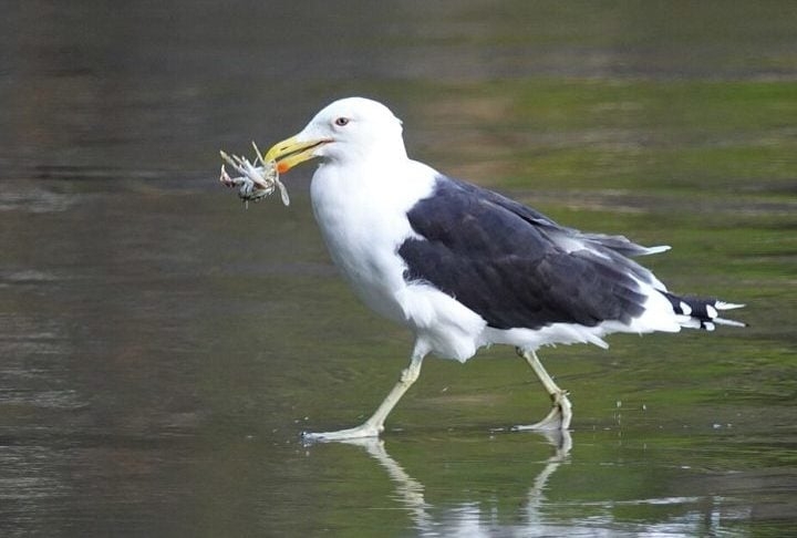 As gaivotas são onívoras (comem tanto carne como vegetais) e contam com uma dieta bem variada. Elas se alimentam de peixes, crustáceos, moluscos, insetos, ovos de outras aves, pequenos mamíferos e até lixo humano.  Reprodução: Flipar