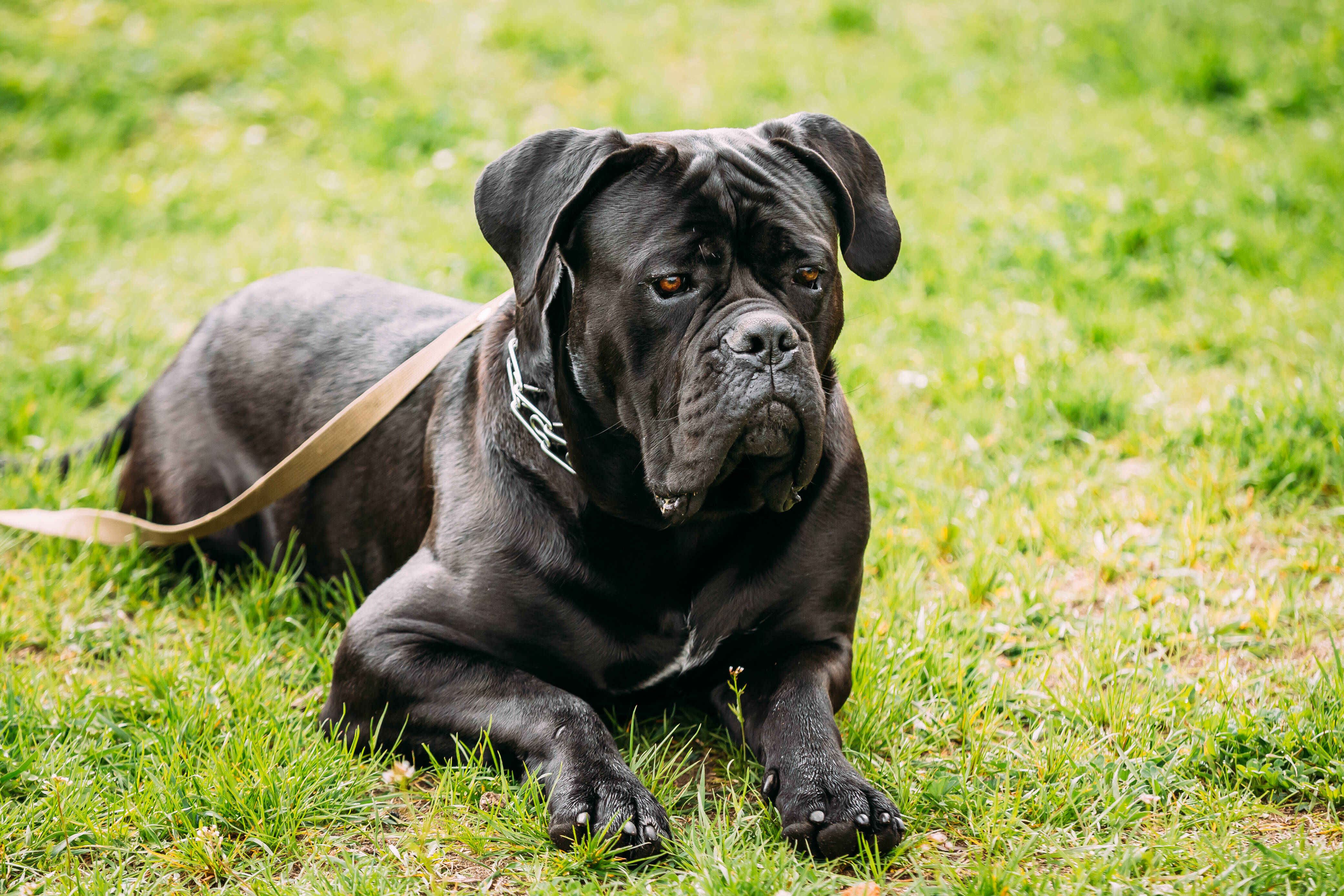 Cane corso: 6 fatos sobre a raça de cachorro trazida ao Brasil