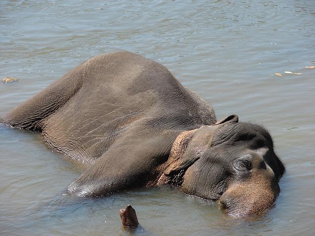 Os elefantes estão entre os poucos animais que se reconhecem no espelho (assim como golfinhos e macacos).   Reprodução: Flipar