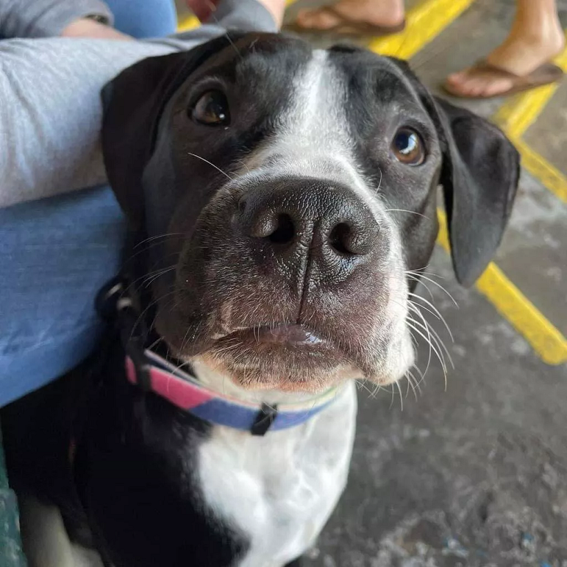 Carlton salvou a vida de outro pit bull que precisava de uma doação de sangue desesperadamente. Foto: Reprodução/Renegade Paws Rescue