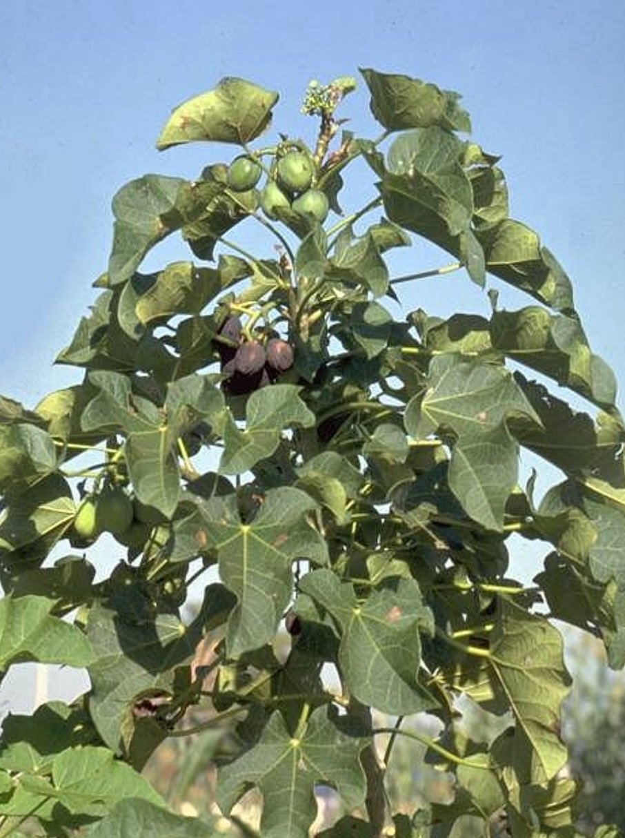 Pinhão-paraguaio (Jatropha curcas): Originário da América Central, é encontrado em áreas tropicais. Suas sementes contêm forbol, uma toxina que provoca vômitos e diarreia severa.
 Reprodução: Flipar