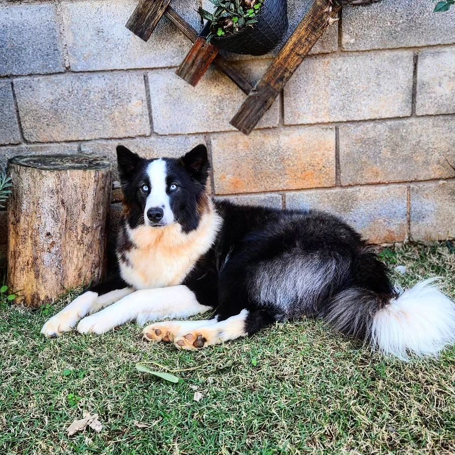 Loki é um cão da raça Yakutian Laika