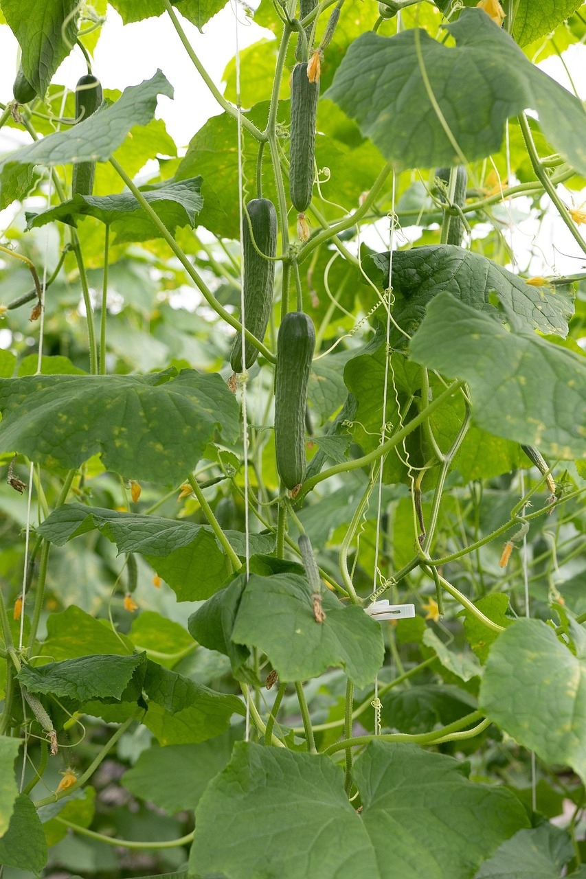 O pepino é também uma excelente fonte de antioxidantes, como flavonoides e taninos, que ajudam a combater os radicais livres no corpo, prevenindo o envelhecimento precoce e o surgimento de doenças crônicas. Reprodução: Flipar