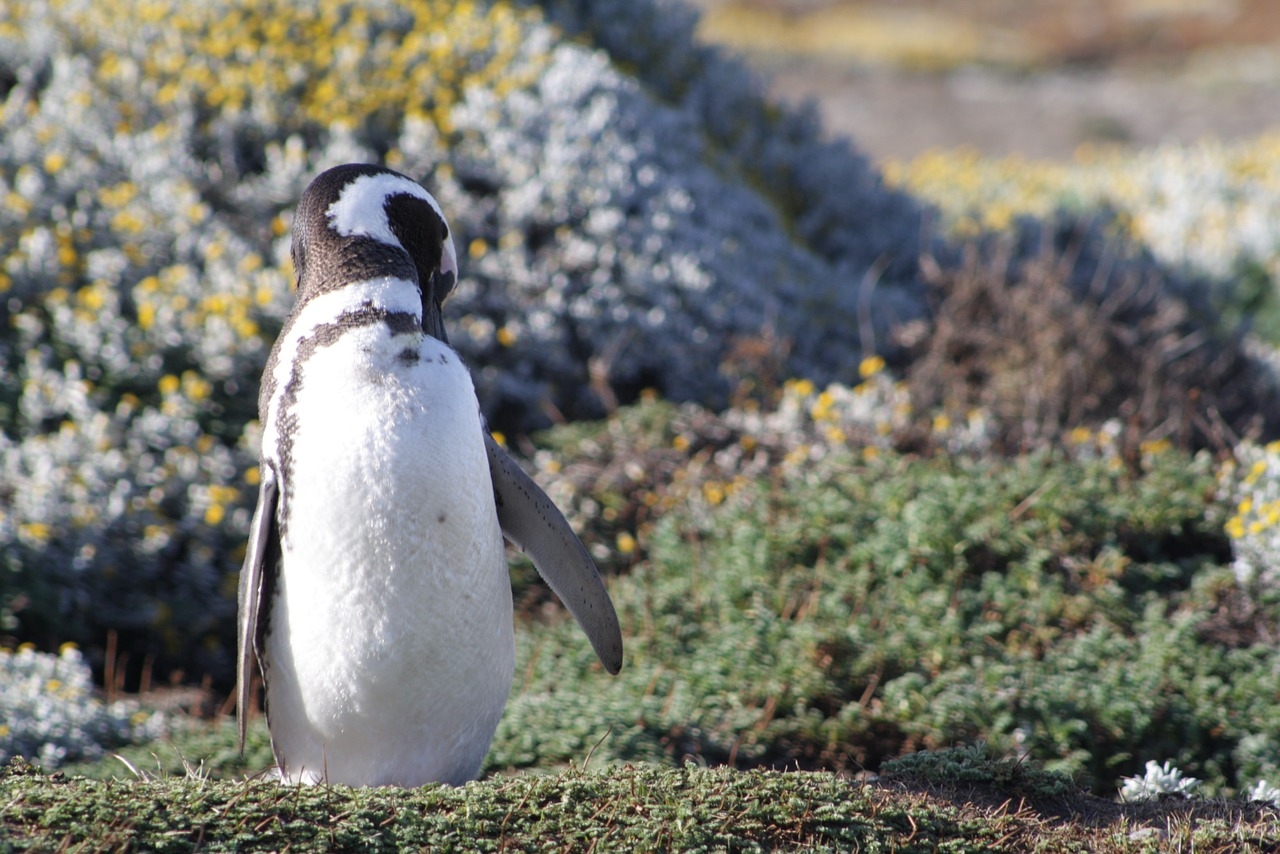 Já os pinguins mais velhos da espécie apresentam uma plumagem com tons de preto e branco. Reprodução: Flipar