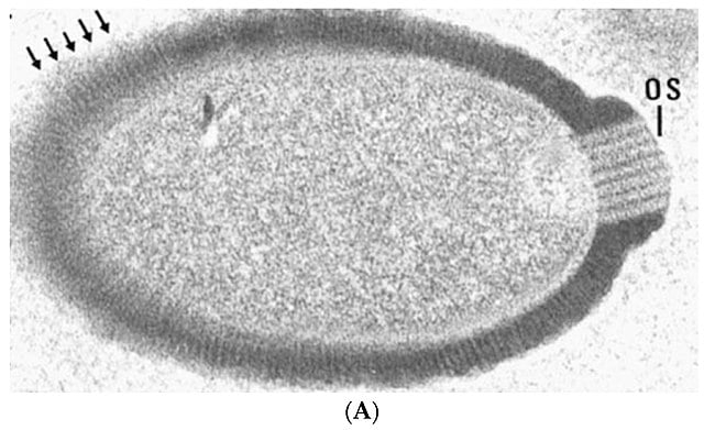 Com uma partícula grande e alongada de 2 micrômetros de comprimento, os pithovirus têm a capacidade de infectar apenas amebas.